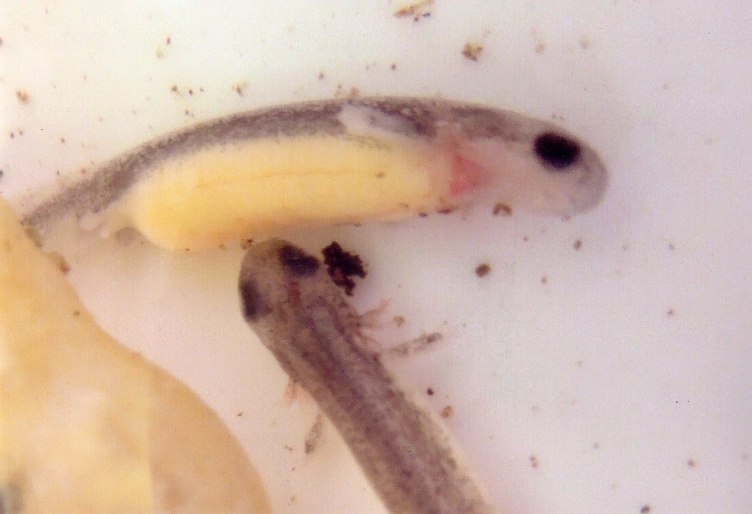 孵化直後の幼生の写真。前後肢はヒレ状，大きな腹卵黄，小さな鰓。
