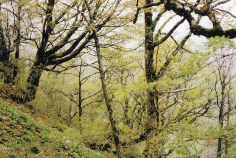 剣山連峰の原生林に囲まれた渓谷の写真