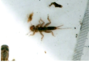カワゲラ類の幼虫のアップ写真