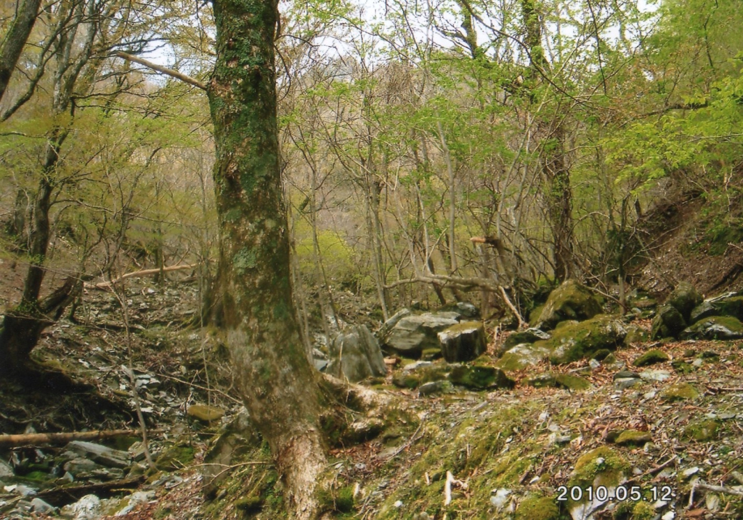 渓谷の左右に広がる落葉広葉樹林の写真（その１）