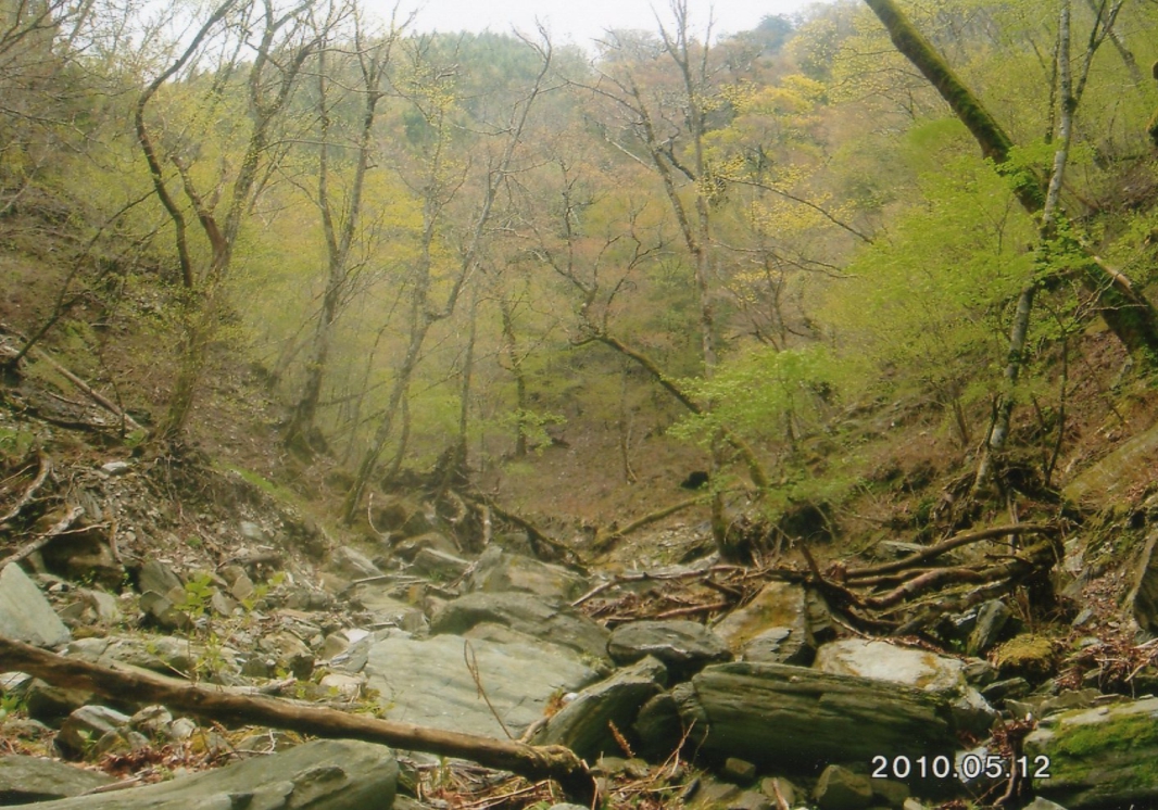 渓谷の左右に広がる落葉広葉樹林の写真（その２）