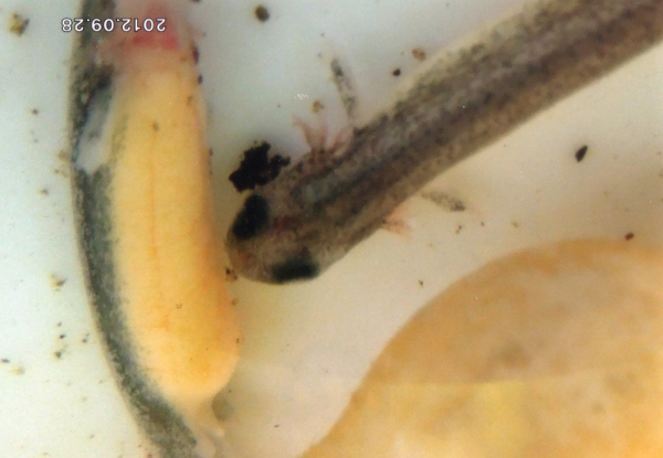 孵化したばかりのシコクハコネサンショウウオの写真
