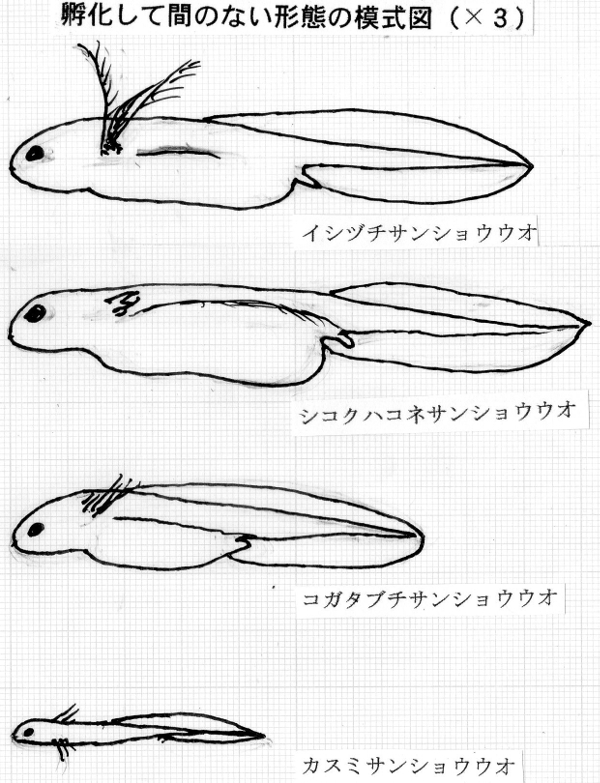 ４種類の幼生の形態模式図